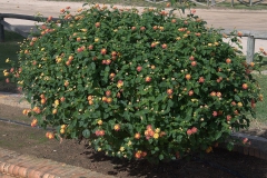 Lantana (Lantana camara)