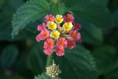 Lantana (Lantana camara)