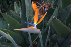 Paradiesvogelblume (Strelitzia reginae)