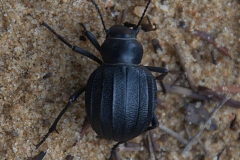Pimelia modesta