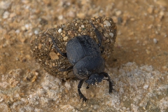 Scarabaeus cicatricosus