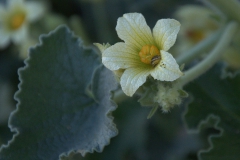 Spritzgurke (Ecballium elaterium)