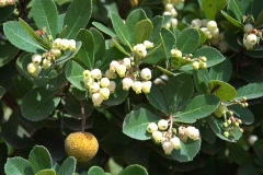Westlicher Erdbeerbaum (Arbutus unedo)