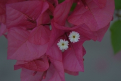Kahle Drillingsblume (Bougainvillea glabra)