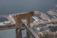 Berberaffe (Macaca sylvanus)