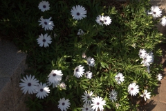 Bornholmmargerite (Osteospermum ecklonis)