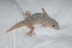 Mauergecko (Tarentola mauritanica) - Jungtier