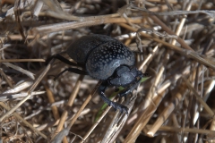 Scarabaeus cicatricosus