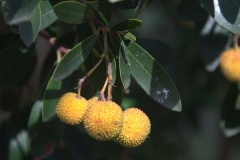 Westlicher Erdbeerbaum (Arbutus unedo)