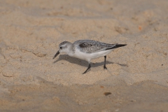 Sanderling (Calidris alba)
