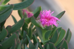 Rote Hottentottenfeige (Carpobrotus acinaciformis)