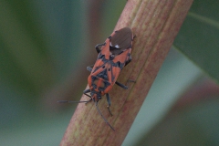 Pandur (Spilostethus pandurus)