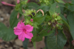 Gewöhnliche Wunderblume (Mirabilis jalapa)