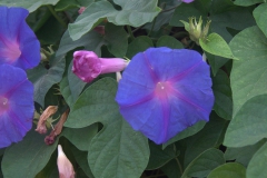 Purpur-Prunkwinde (Ipomoea purpurea)