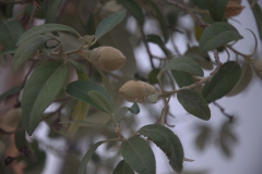 Norfolkeibisch (Lagunaria patersonia)