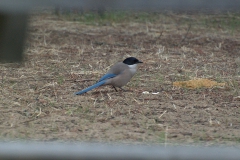 Blauelster (Cyanopica cyana ssp. cooki)