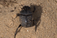 Scarabaeus cicatricosus