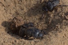 Scarabaeus cicatricosus