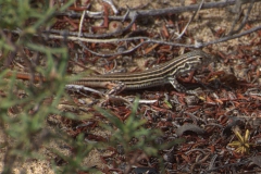 Europäischer Fransenfinger (Acanthodactylus erythrurus) - Jungtier
