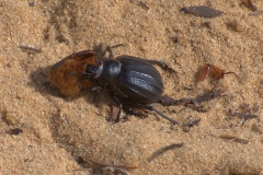 Pimelia costata