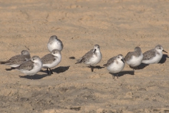Sanderling (Calidris alba)