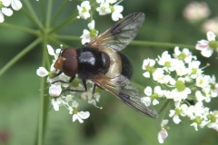 Gemeine Waldschwebfliege (Volucella pellucens)