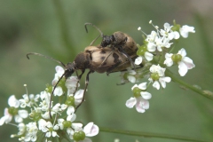 Gefleckter Blütenbock (Pachytodes cerambyciformis)