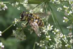 Totenkopfschwebfliege (Myathropa florea)