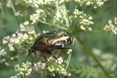 Gemeiner Rosenkäfer (Cetonia aurata)