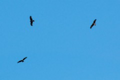 Schwarzmilan (Milvus migrans)