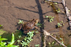 Seefrosch (Rana ridibunda)