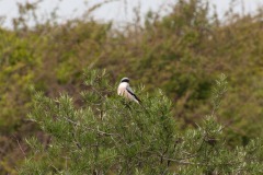 Schwarzstirnwürger (Lanius minor)