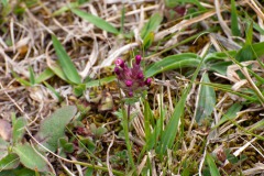 Breitblättrige Bartsie (Parentucellia latifolia)