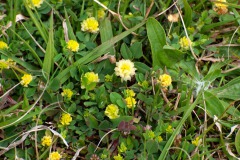 Feld-Klee (Trifolium campestre)