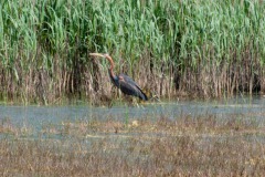 Purpurreiher (Ardea purpurea)