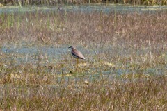 Weißschwanzkiebitz (Vanellus leucurus)