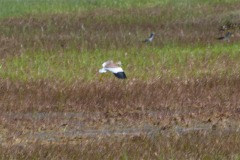 Weißschwanzkiebitz (Vanellus leucurus)