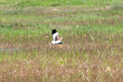 Weißschwanzkiebitz (Vanellus leucurus)