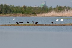Brauner Sichler (Plegadis falcinellus)