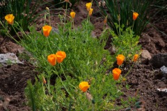 Kalifornischer Mohn (Eschscholzia californica)