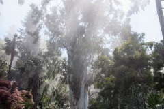 Eukalyptusbaum (Eucalyptus viminalis)