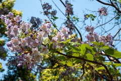Blauglockenbaum (Paulownia fortunei)