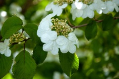 Japanischer Schneeball (Viburnum plicatum)