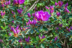 Satsuki-Azalee (Rhododendron indicum)