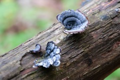 Schmetterlingstramete (Trametes versicolor)