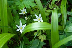 wahrscheinlich Ornithogalum woronowii