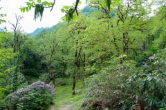 Im Mtirala Nationalpark