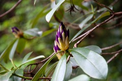 Pontischer Rhododendron (Rhododendron ponticum)