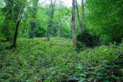 Im Mtirala Nationalpark