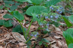 Rauling (Trachystemon orientalis)